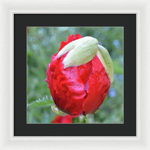 poppy iii earthwise designs 4024ad5f f5f6 4df0 b72d 1c4c922d977e