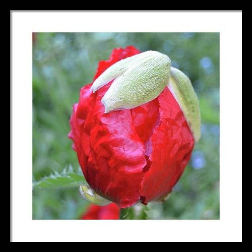 poppy iii earthwise designs 49512cf7 c8c9 4da4 a5b0 9f583f0ff4ac