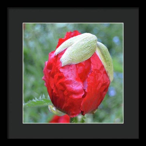 poppy iii earthwise designs 5be50926 0cb7 439b 8f05 4a2669d13a4a