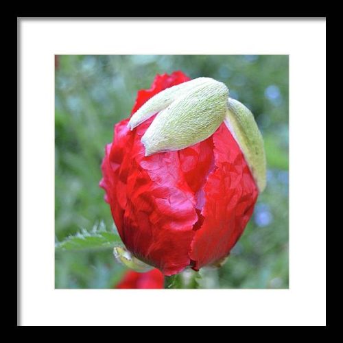 poppy iii earthwise designs 5dd34f68 5a96 4292 8158 4df45f2bfca6