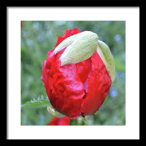 poppy iii earthwise designs 69b175f7 66c7 423f b538 7359eecf0adb