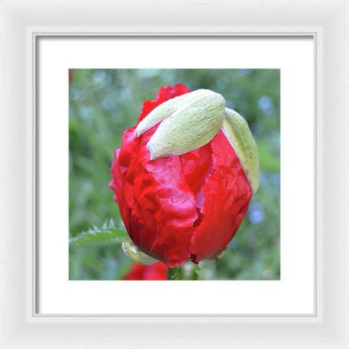 poppy iii earthwise designs 6b150d26 3046 4dd0 8354 a2a93af802d6