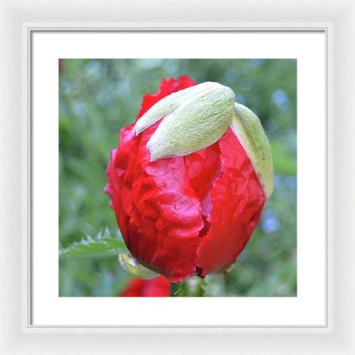 poppy iii earthwise designs 8a4bd113 2b1f 4672 ad8c 1dd0e6fca4a1