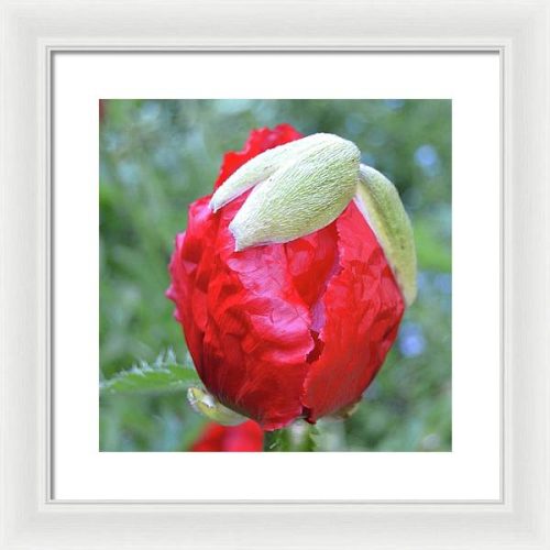 poppy iii earthwise designs 96bd7adc 7334 4395 a281 b8059c9b7b26