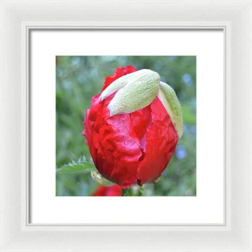 poppy iii earthwise designs a00e1a1a e399 4f0b 9335 3b411f360123