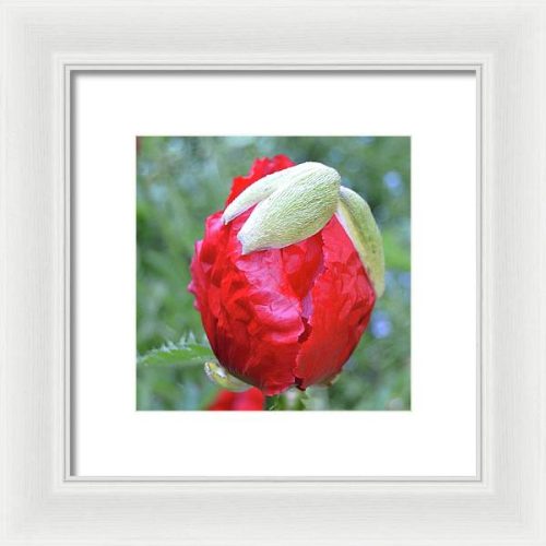 poppy iii earthwise designs a37d4cea c9cd 451b b44c c004ddebb338