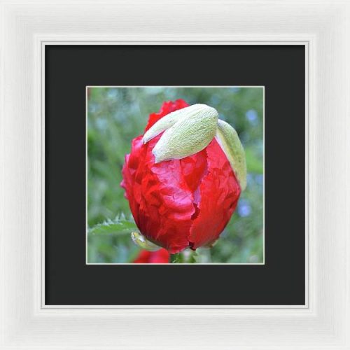 poppy iii earthwise designs ac48ccfd 9a61 4e1d be7a 504501e45dbe