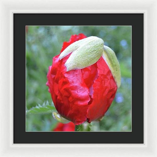 poppy iii earthwise designs b44e9c62 4786 462b 8f4c a640188c58cc