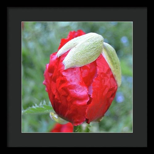 poppy iii earthwise designs e14212f0 35d1 4812 ac7e fa0853d9bfce