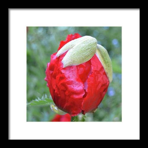 poppy iii earthwise designs e8f5e859 09cc 45ea 88e6 8592c8d1cecc