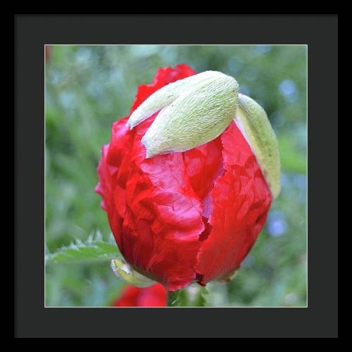 poppy iii earthwise designs eef92cf7 1fef 4123 9aac 4878d23a9268