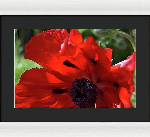 poppy iv earthwise designs 0eec9ada e5e0 410e b658 d3e5f26174c5