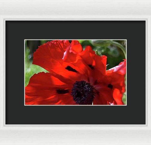 poppy iv earthwise designs 21f600a1 ccf7 4e45 90c1 42bc52454a4f