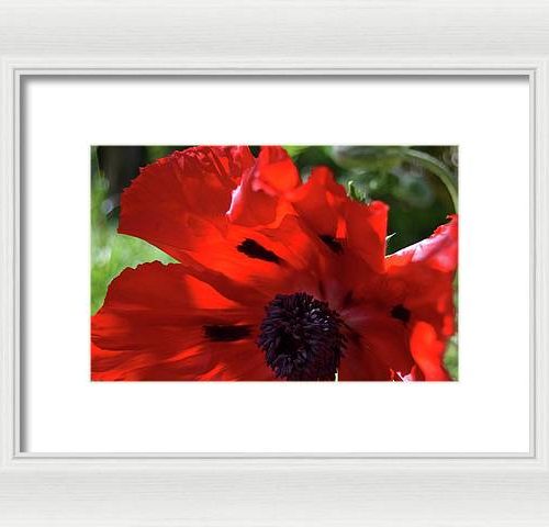 poppy iv earthwise designs 3e763897 c6e5 47a6 a7fc 41aac48912ea