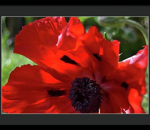 poppy iv earthwise designs 4165482e 8bb7 420c a53f f945bfd528a6