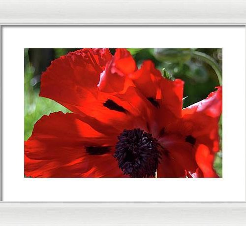 poppy iv earthwise designs 4627b010 b351 4daa afac 54015913c99b