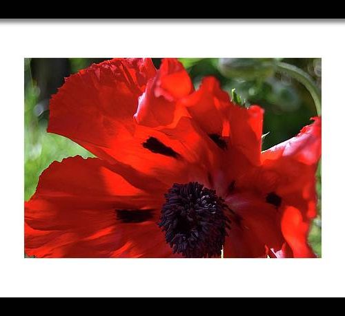 poppy iv earthwise designs 76a4895a b2c4 4fe4 9ef1 ddab23cb984c