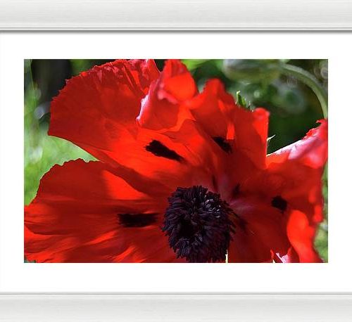 poppy iv earthwise designs 86578d3e 5759 406c 8d36 9eb647882e33