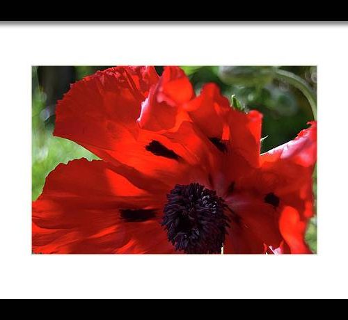 poppy iv earthwise designs 9bd61254 7c58 40aa 98ca 955c0fe2ae5a