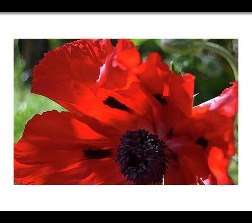 poppy iv earthwise designs b02cdd81 0da1 41f4 b28b d2f41c163607