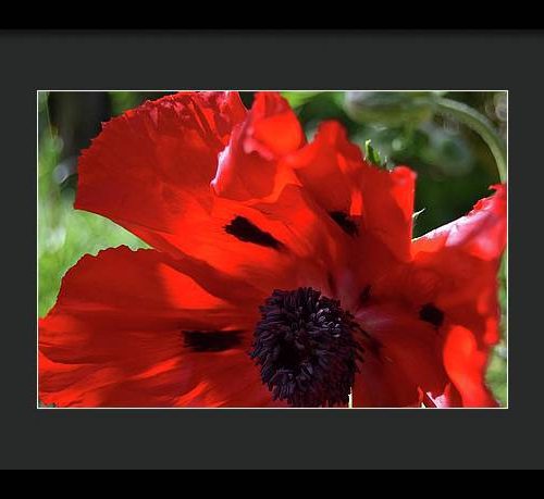 poppy iv earthwise designs c9d2c863 f915 4114 a155 6e1e44d435a1