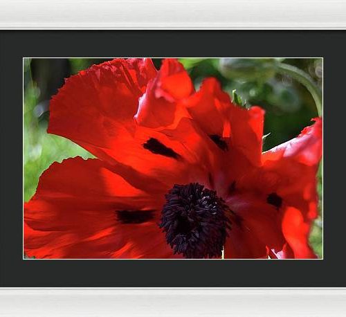 poppy iv earthwise designs cba9d7fb 9151 4e9a a449 0ab45be6a844