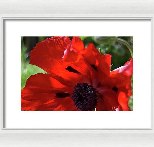 poppy iv earthwise designs cef6d634 e9a0 4cc9 96b1 16398b55b85b