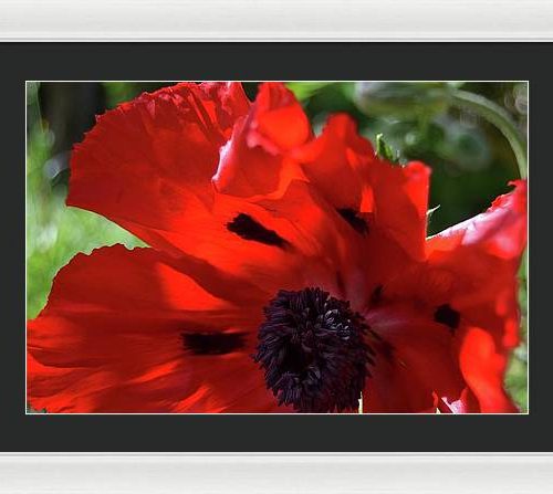 poppy iv earthwise designs e3e8a166 256d 4269 bb3a 0b261f0e488d