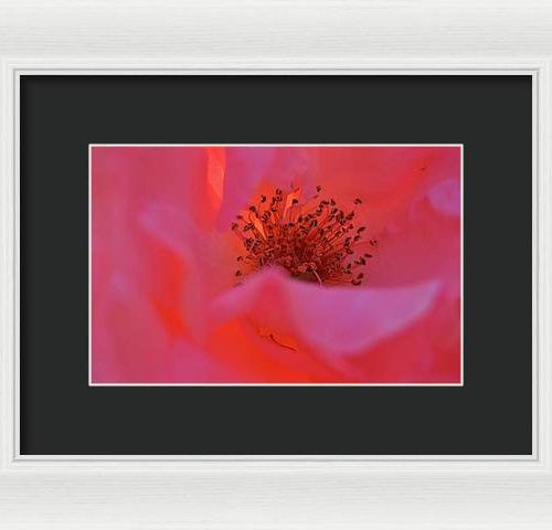 rose i earthwise designs b9aaf6c7 3b3a 4f76 98cd 98e796ca49c9