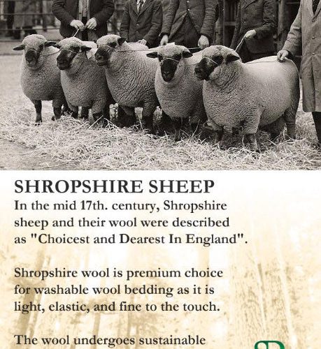 shropshire sheep