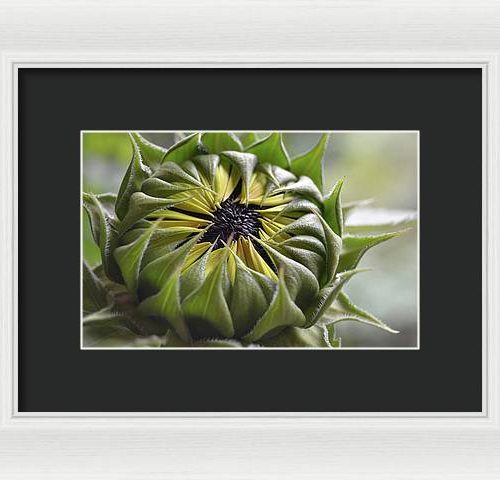 sunflower iii earthwise designs 41f0e285 d0a4 44ce b20e 12379ec747a6