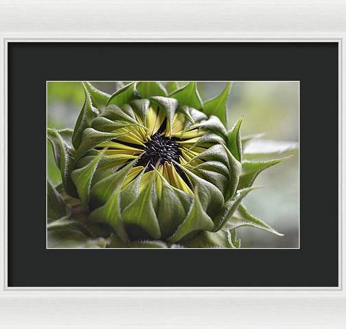 sunflower iii earthwise designs 4fc21a28 a155 470f 9f96 7417861c6a82