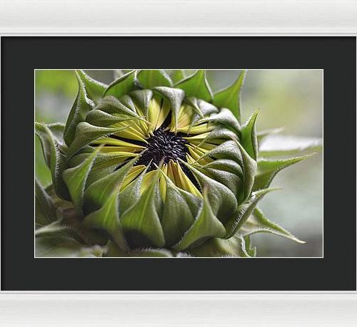 sunflower iii earthwise designs 59544b50 5436 437d 8c39 7f67917fb5df