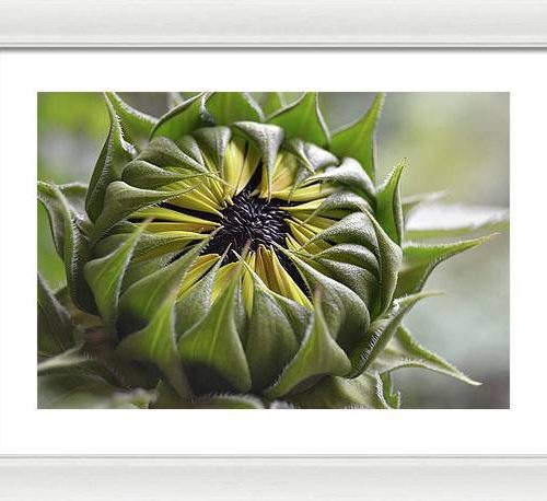 sunflower iii earthwise designs 9d6f1259 7836 4774 80d2 30b8bee186e5