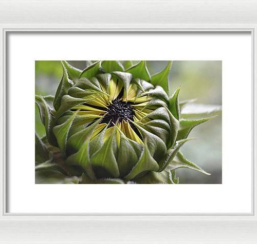 sunflower iii earthwise designs bc75d1a6 e50e 43d6 942e cce64a4c4c4c