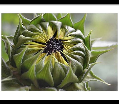 sunflower iii earthwise designs c06bba15 5638 4663 aff1 be78ad5a894e