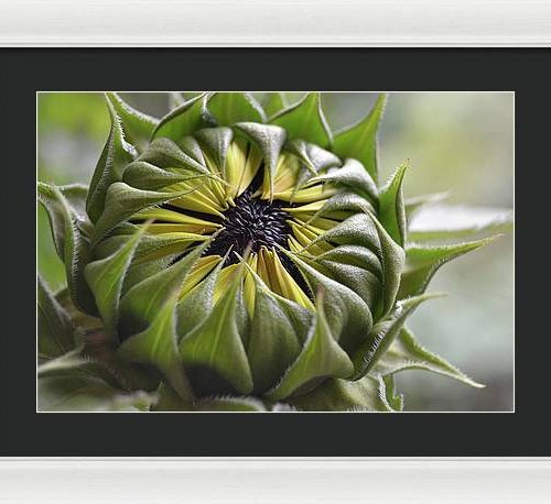 sunflower iii earthwise designs c29d05cf be83 414b 9ef0 01f944f027ec