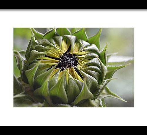 sunflower iii earthwise designs e5d52786 0b82 4717 b81e 5e3735d76cde