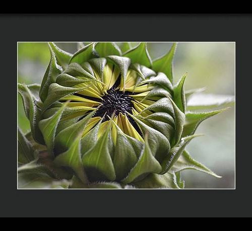 sunflower iii earthwise designs ec9670d6 7beb 4f01 a1c0 02daa6c18b4f