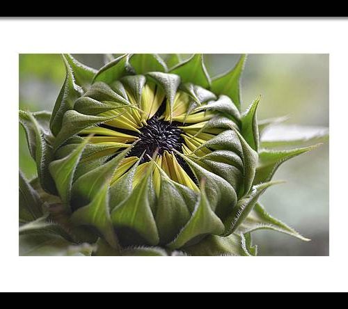 sunflower iii earthwise designs f10d5683 4d2c 4cbb 9439 24dc2046799d