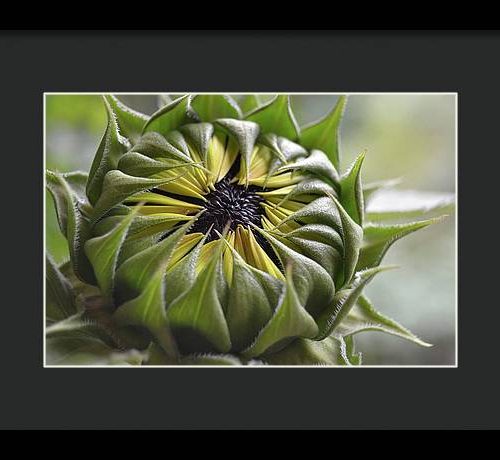 sunflower iii earthwise designs fb9182e1 d7a9 4bc8 a298 15aa08e85d78